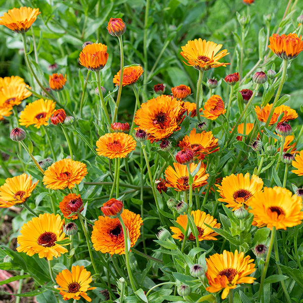 Calendula Rose Garden Body Oil