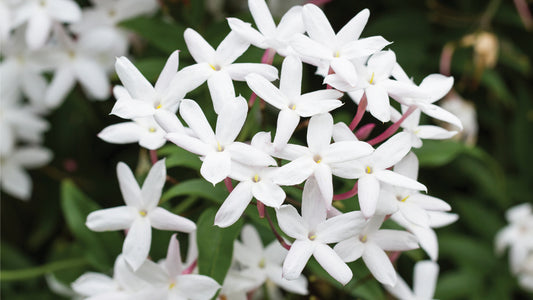 Jasmine Vanilla Garden Body Oil